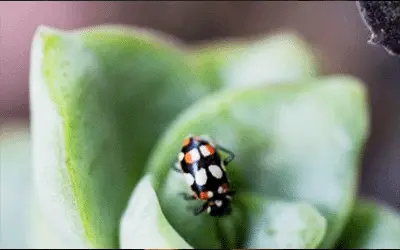 Proyecto fotográfico artístico de Ari Kaffman explorando la macrofotografía de insectos.